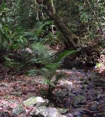 Archontophoenix alexandrae