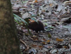 Hypsiprymnodon moschatus