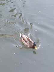 Anas platyrhynchos