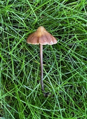 Macrocystidia