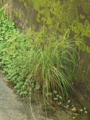 Cyperus nutans