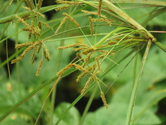 Cyperus nutans