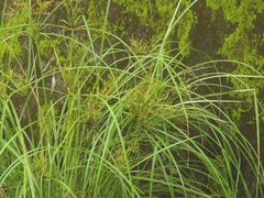 Cyperus nutans