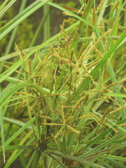 Cyperus nutans