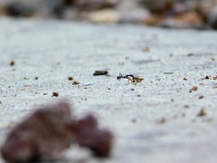 Camponotus vagus