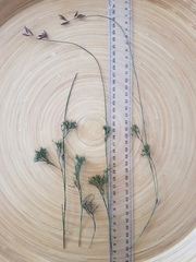 Thamnochortus fruticosus