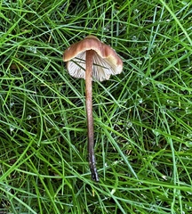 Macrocystidia