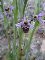 Ophrys scolopax