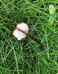 Macrocystidia