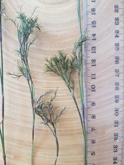 Thamnochortus fruticosus