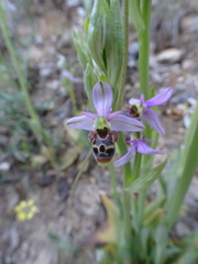 Ophrys scolopax