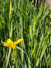 Iris pseudacorus