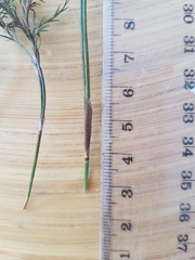 Thamnochortus fruticosus