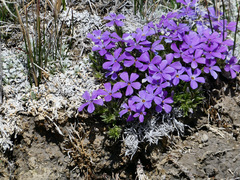 Phlox kelseyi
