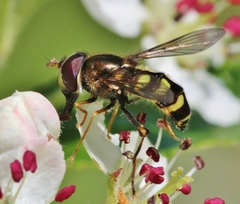 Dasysyrphus venustus