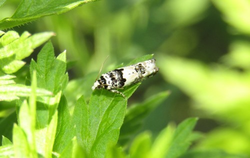 Epinoptie de la Thapsie