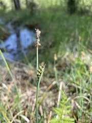 Carex panicea