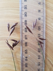 Thamnochortus fruticosus