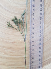 Thamnochortus fruticosus