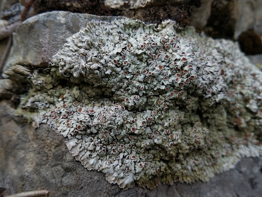 Squamarina stella-petraea