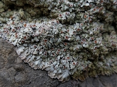 Squamarina stella-petraea