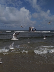 Chroicocephalus ridibundus