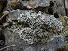 Squamarina stella-petraea