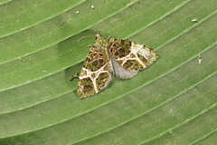 Hydriomena multangulata