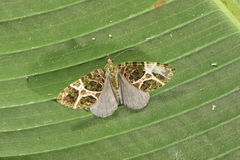 Hydriomena multangulata