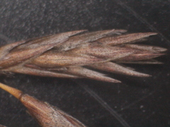 Thamnochortus fruticosus