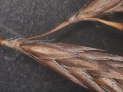 Thamnochortus fruticosus