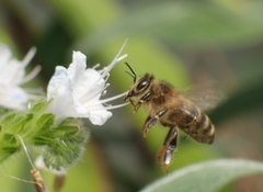 Apis mellifera