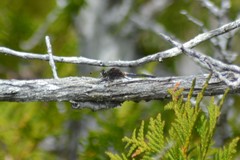 Leucorrhinia proxima