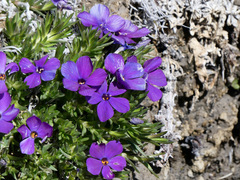 Phlox kelseyi