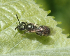 Lasioglossum