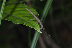 Neohirasea japonica