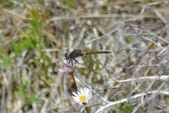 Leucorrhinia proxima