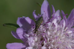 Oedemera