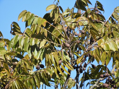 Cedrela fissilis - Whole tree