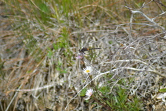 Leucorrhinia proxima