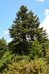 Abies cephalonica