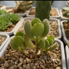 Cotyledon tomentosa