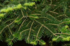 Abies cephalonica