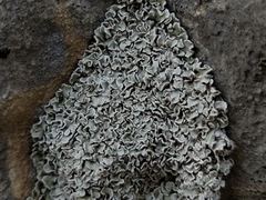 Squamarina concrescens
