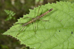 Neohirasea japonica