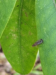 Suillia variegata