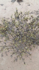 Ambrosia chenopodiifolia