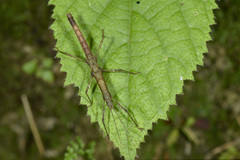 Neohirasea japonica