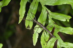Neohirasea japonica
