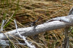 Leucorrhinia proxima